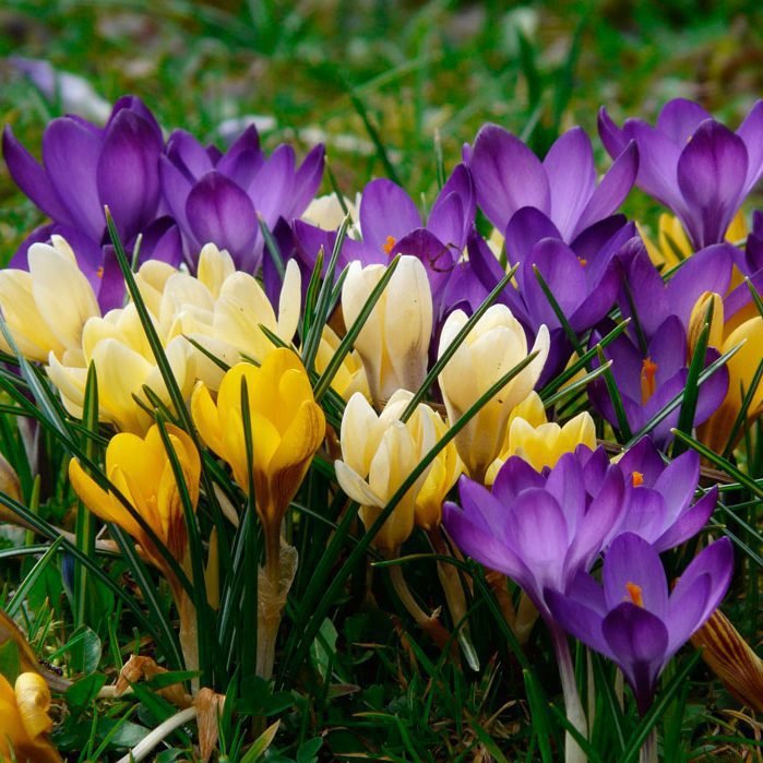 Крокус великоквітковий Flower Record 10+