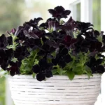 Sopfistica Blackberry