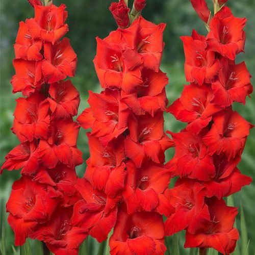 gladiolus