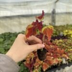 Колеус (живець) Wicked Hot