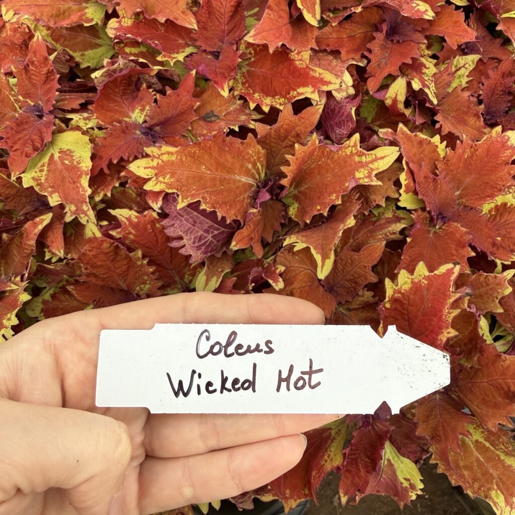 Колеус (живець) Wicked Hot