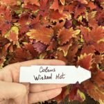 Колеус (живець) Wicked Hot