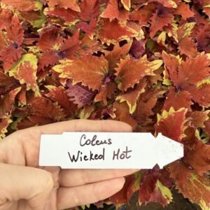 Колеус (живець) Wicked Hot