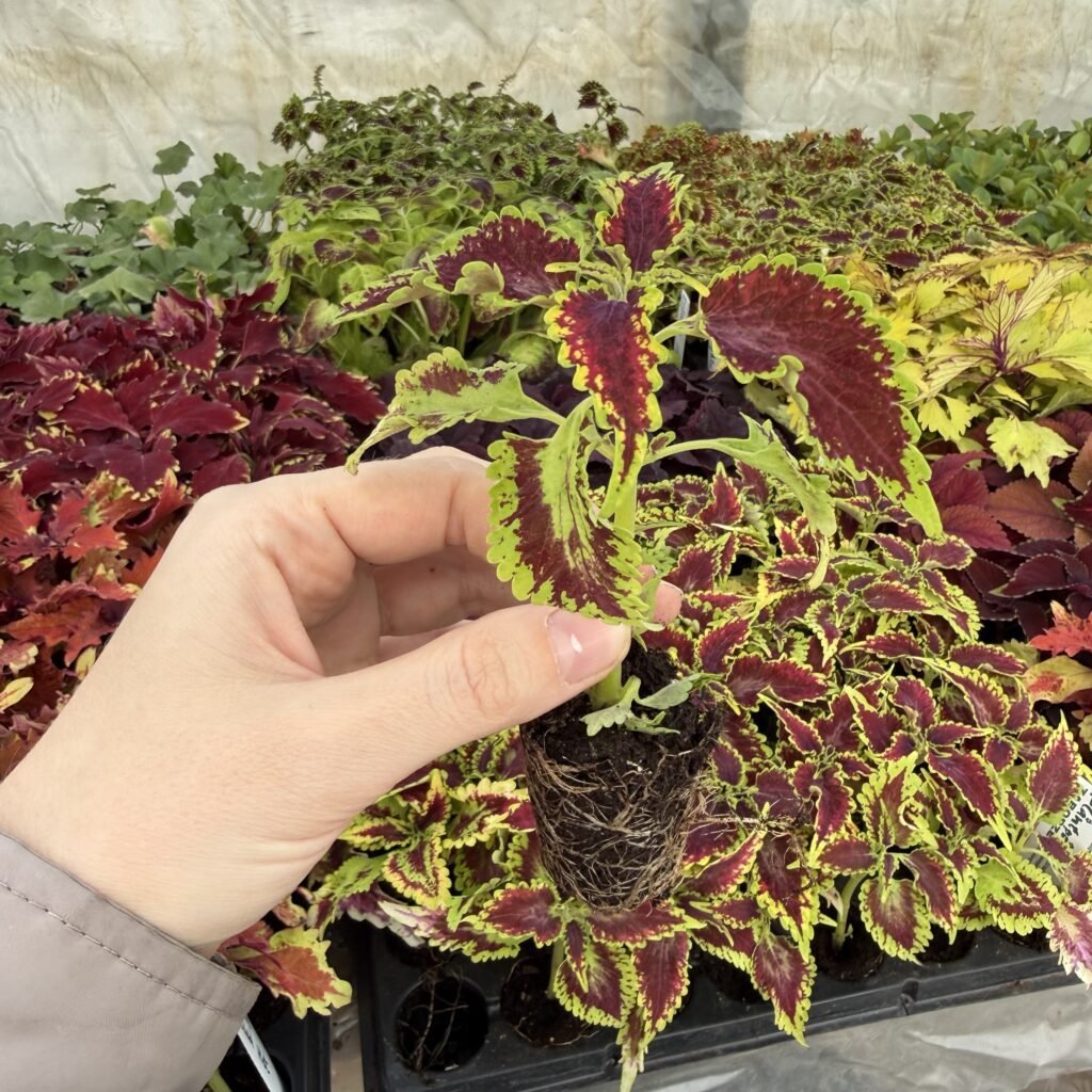 Колеус (живець) Sky Fire