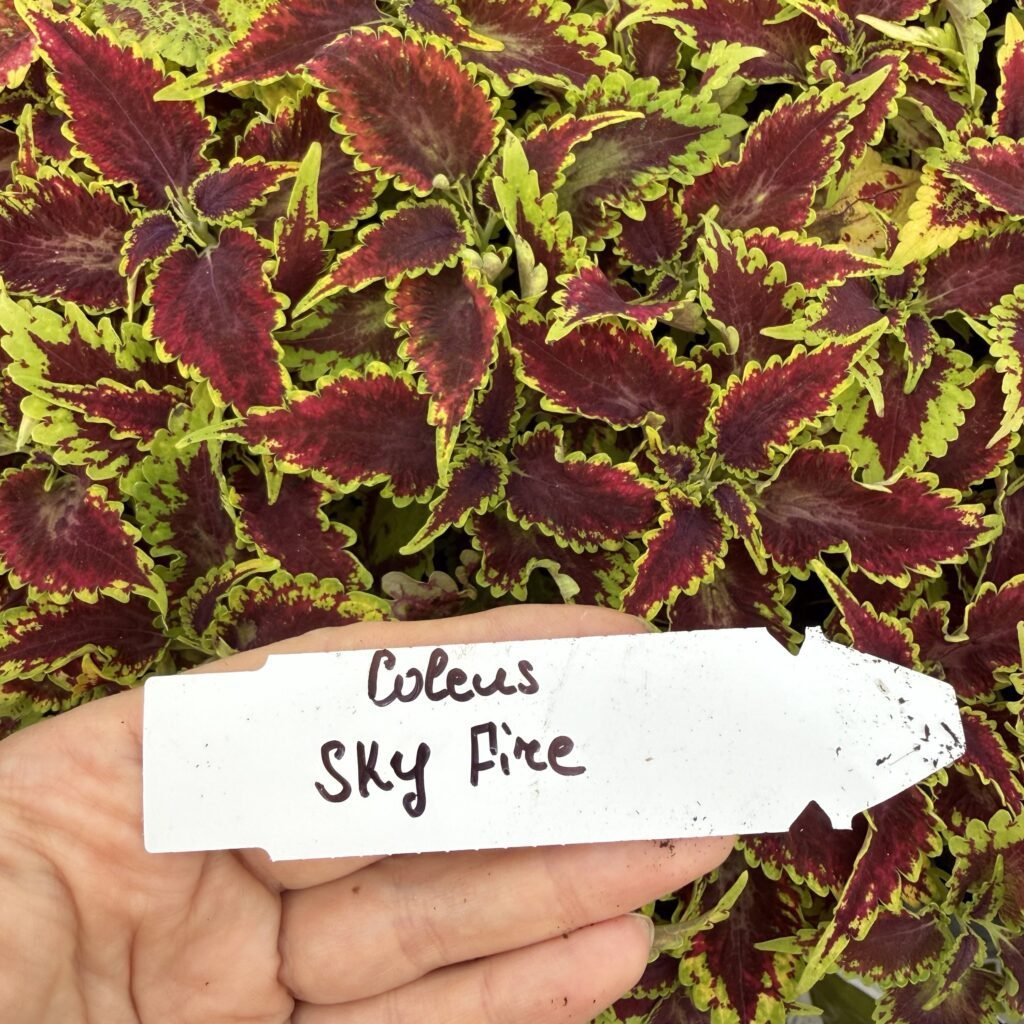 Колеус (живець) Sky Fire