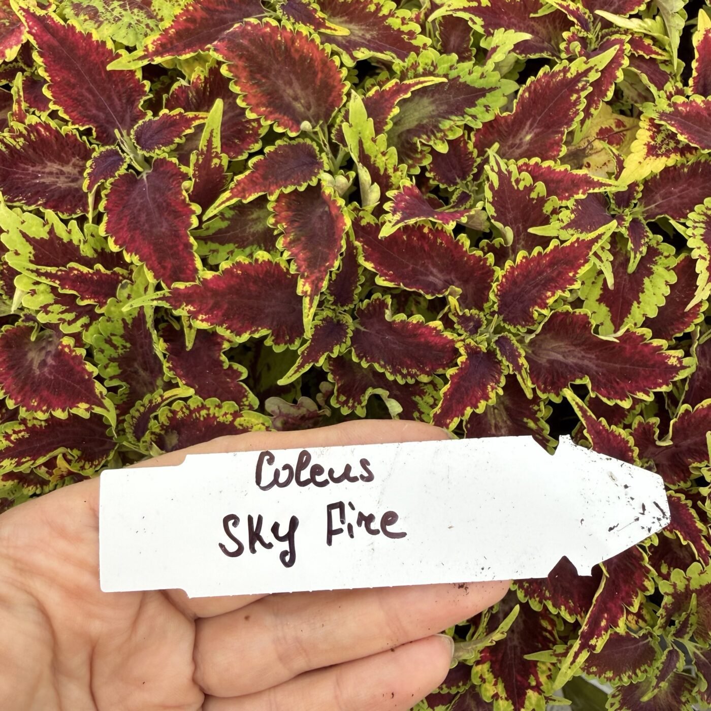 Колеус (живець) Sky Fire Колеус (живець) Sky Fire