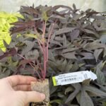 Іпомея (живець) Caroline Purple