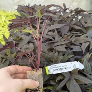 Іпомея (живець) Caroline Purple