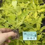 Іпомея (живець) Light Green