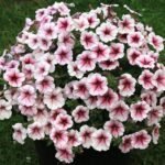 Ореra Supreme Raspberry Ice ( Ора) Ореra Supreme Raspberry Ice