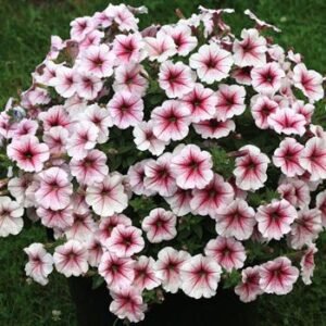 Ореra Supreme Raspberry Ice ( Ора) Ореra Supreme Raspberry Ice