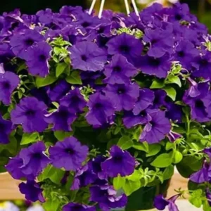 Ореra Supreme Blue