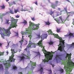 Ореra Supreme Lilac Ice