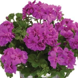 pelargonium-sunflair-amethyst