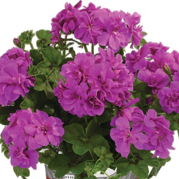 Пеларгонія ампельна Sunflair Amethyst pelargonium-sunflair-amethyst