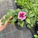 Ореra Supreme Raspberry Ice ( Ора) Ореra Supreme Raspberry Ice ( Ора)