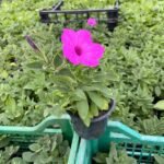 Петунія Vista Jazzberry