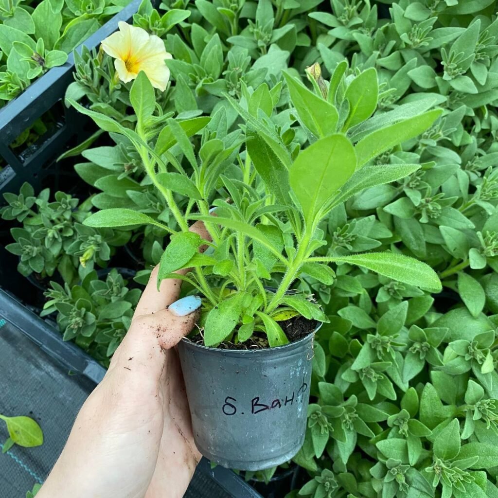 Петунія – Розквітай