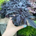 Іпомея (живець) Caroline Purple