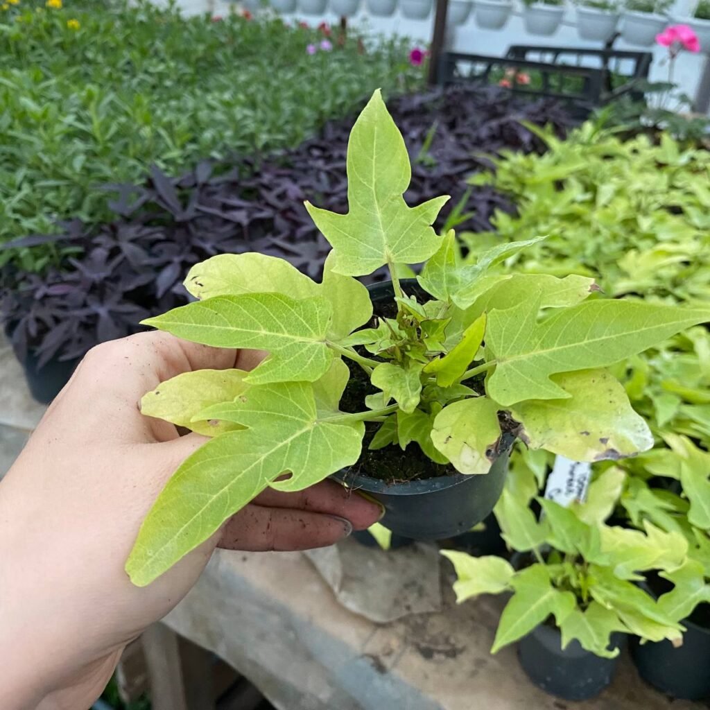 Іпомея (живець) Light Green