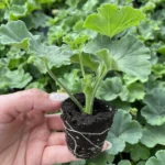 сherenok-pelargonii