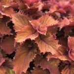 WICKED_HOT_COLEUS