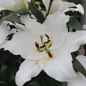 Лілія OT Petacas (20/22)