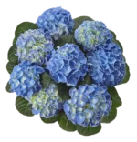 Гортензія крупн Fabolo Blue (FB)