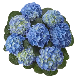 Гортензія крупн Fabolo Blue (FB)