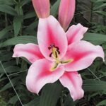 Лілія східна Frontera (20/22)