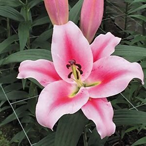 Лілія східна Frontera (20/22)