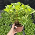 Гортензія крупн Fabolo Blue (FB)