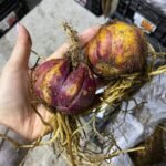 Лілія східна Guapa 2022