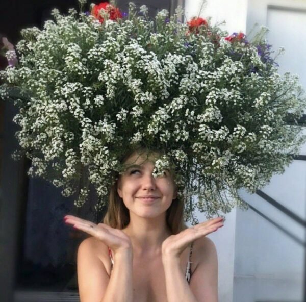 Алісум Сноу Принцес