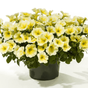 Петунія Fanfare Deep Yellow (жовта)