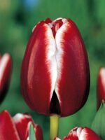 Тюльпан Armani, 12+