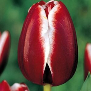 Тюльпан Armani, 12+