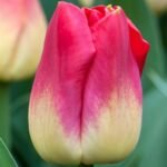 Тюльпан Match, 12+