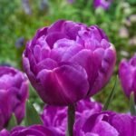 Тюльпан махровий Blue Diamond, 12+ Тюльпан махровий Blue Diamond, 12+