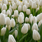 Тюльпан Albatros, 11/12 Тюльпан Albatros, 11/12