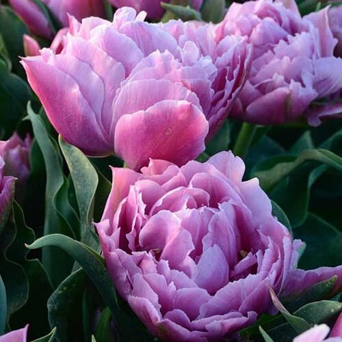 Набір тюльпан Double Price, 3шт