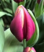 Tюльпан Heavy Duty Tюльпан Heavy Duty