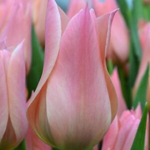Тюльпан лілієвидний Sanne, 12+ Тюльпан лілієвидний Sanne, 12+