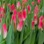 Тюльпан Bolroyal Pink, 12+