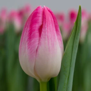 Набір тюльпан Bolroyal Pink, 3шт