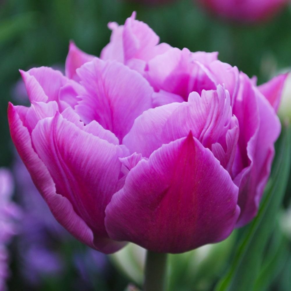 Набір тюльпан Double Price, 3шт