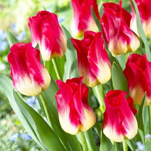 Тюльпан Match, 12+