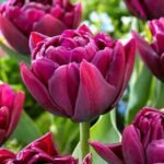 Тюльпан махровий Alison Bradley, 12+