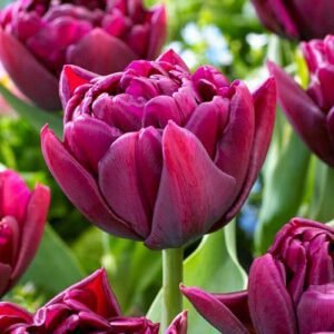 Тюльпан махровий Alison Bradley, 12+