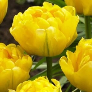 Набір тюльпан Limousine, 3шт Набір тюльпан Limousine, 3шт